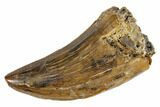 Serrated Tyrannosaur Tooth - Alberta (Disposition #-) #129774-1
